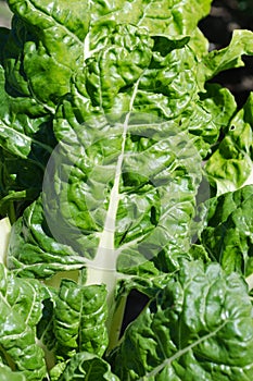 Spinach / silver-beet vegetable garden
