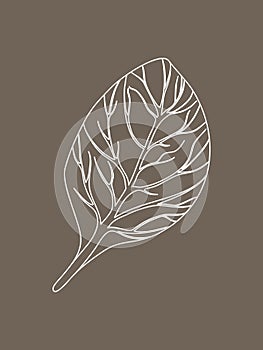 Spinach. Single Leaf isolated on beige background. Line Vector illustration. Fresh herbs. Vegetarian Ingredient. Organic