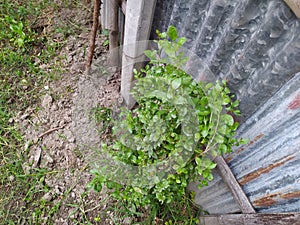 Spinach. Spinach leaves on a market outside. Organic spinach. Spinach background