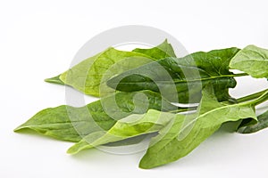 Spinach Spinacia oleracea