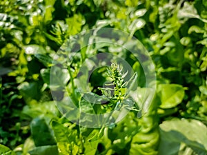 Spinach Spinacia oleracea is a leafy green flowering plant native to central and western Asia. It is of the order Caryophyllales