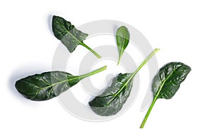 Spinach Spinacia oleracea leaves, top view, paths photo