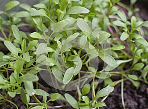 Spinach Spinacia oleracea new plants in the vegetable  garden photo