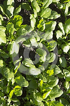 Spinach Spinacia oleracea plant crops with green leaves in vegetable patch seedbed plantation soil close up