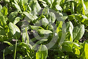 Spinach Spinacia oleracea plant crops with green leaves in vegetable patch seedbed plantation soil close up