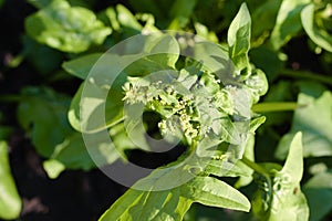 Spinach, Spinacia oleracea, seed blooming, fresh plant, close up photo photo