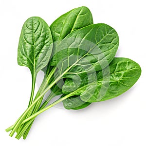 Spinach vector illustration
