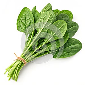 Spinach vector illustration