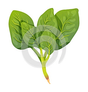 Spinach vector illustration. Vegetable isolated