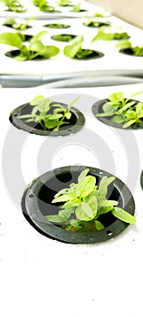 spinach vegetables grown in a hydroponic system