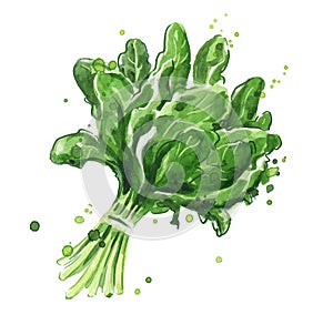 Spinach watercolor illustration