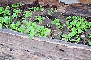 Spinachs in a brown wood plots photo