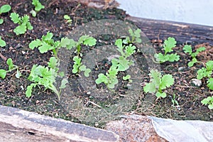 Spinachs in a brown wood plots photo