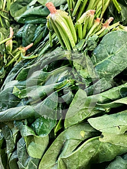 Spinachs vegetables in market photo