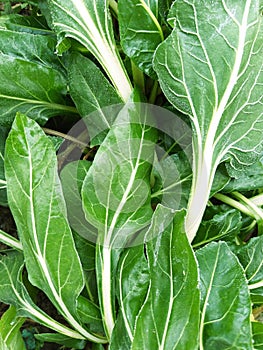 Spinacia oledacea spinach green plant nature