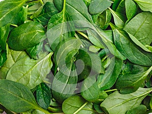 Spinacia oleracea. Fresh cut spinach leaves