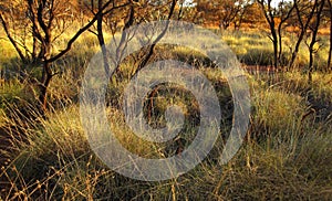 Spinafex at Karijini
