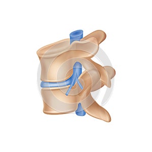 Spinal Bone Illustration