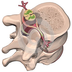 Spinal Chord photo