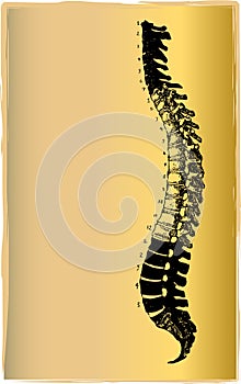 Spinal chord illustration