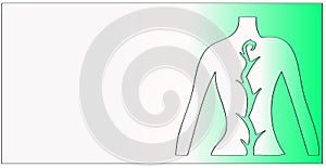 Spinal chord illustration