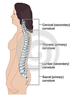 The spinal column