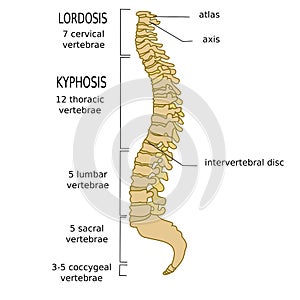 Spinal column