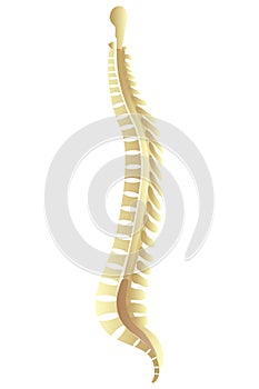 Spinal column