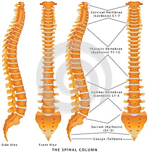 The Spinal Column