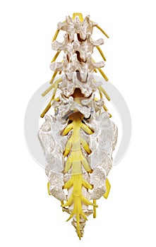 Spinal Column