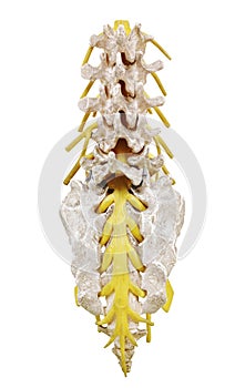 Spinal Column photo