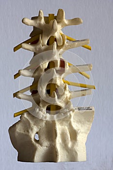 A spinal column model