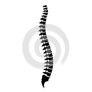 Spinal column, spine vector icon