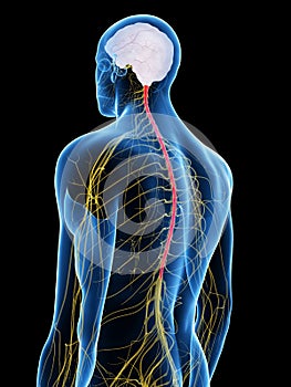 The spinal cord