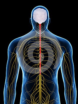The spinal cord