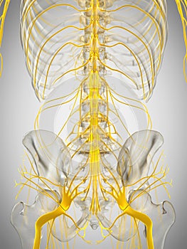 the spinal cord