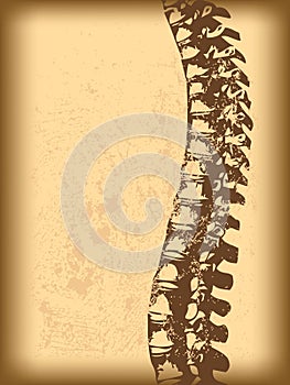 Spinal cord