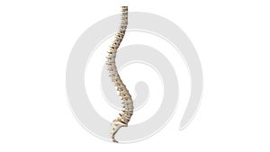 Spinal cord