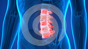 Spinal cord Anatomy (Lumber vertebrae)