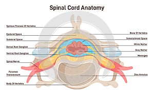 Spinal cord anatomy. Vertebra cross section anatomical structure.