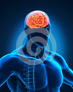 Spinal Cord and Brain Anatomy