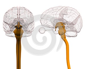 Spinal Cord Brain Anatomy - 3d illustration