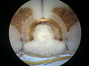 Spinal cord cross section