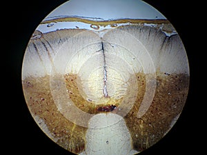 Spinal cord cross section