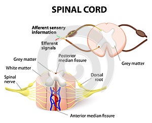 Spinal cord photo