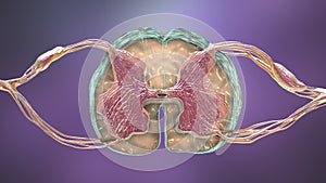 Spinal cord, cross-section, 3D illustration showing anatomy of the human spinal cord