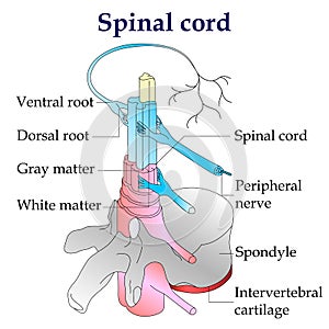 Spinal cord diagram. Central nervous system photo