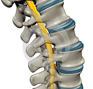 Spinal Cord Human Anatomy