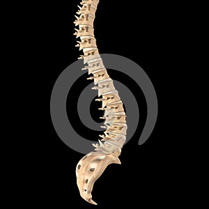 Spinal cord