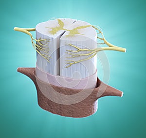 Spinal cord medical illustration